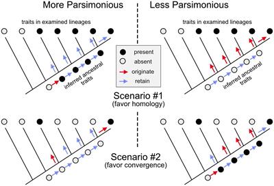 Incorporating evolution into neuroscience teaching